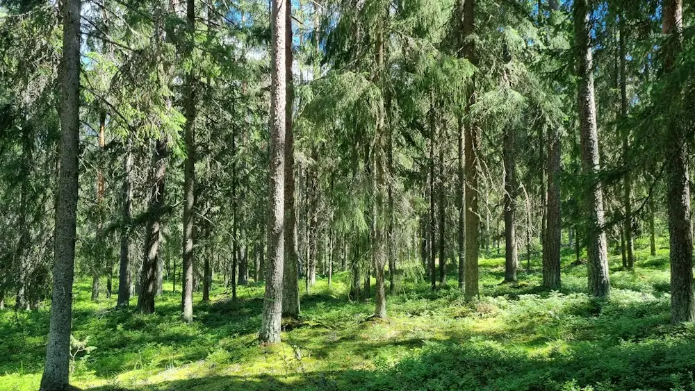 Čistý a upravený jehličnatý les